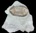 Nice Isotelus Trilobite From Ohio #39063-1